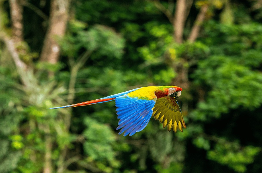 Costa Rica All-Inclusive Ultra Luxury Timeshare & Vacation Club Promotions